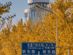 -三里屯东五街银杏大道