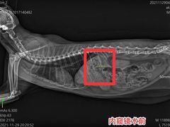 -爱诺耐芙动物医院(万博店)