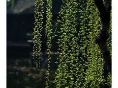 -桂湖森林公园