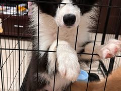 -乖乖宠物医院·猫科·骨科·24小时(云岗分院)