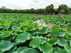 -荷塘月色湿地公园·向阳花洲