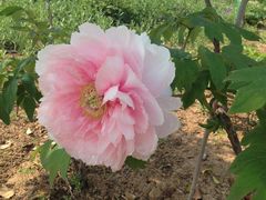 -洛阳郁金香牡丹园