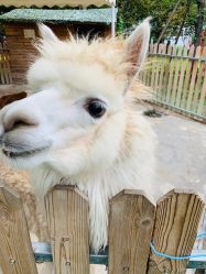 -萌宠亲子动物乐园(槐房万达店)