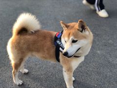 -景田北六街公园宠物主题园
