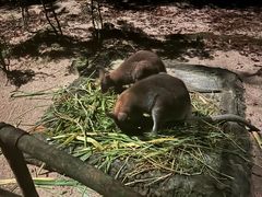 -夜间野生动物园