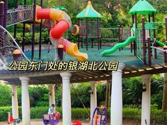 -银湖山郊野公园-相思林