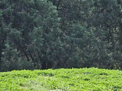 -南阳卧龙岗武侯祠