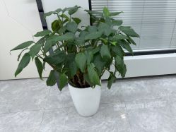 -悟空祛痘·诺奖技术专业店