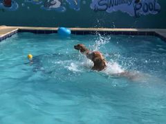 -趣玩宠物乐园寄养训犬训狗游泳池