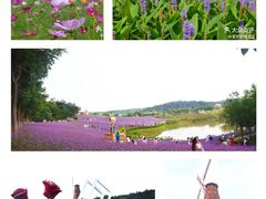 -大塘金香草谷