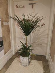 -东方美美容SPA会所