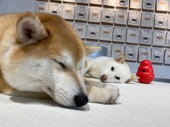 -柴务处·柴犬主题狗咖