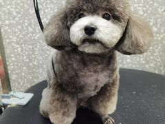 -宠物家(角门东店)