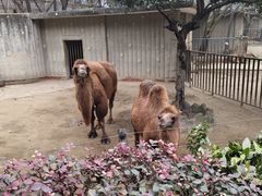 -成都动物园