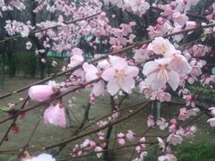 -木塔寺遗址生态公园