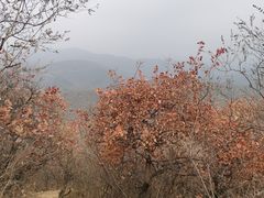 -北京西山国家森林公园