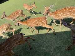 -常州淹城野生动物世界