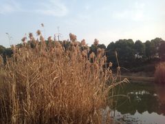 iphone_upload_pic-美兰湖景区