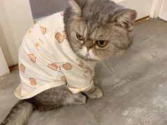-楼上猫咖(罗湖店)