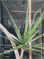 -罗亚帝造型·烫发染发