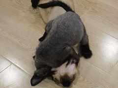 -十年猫舍·猫咪专门店(普陀店)