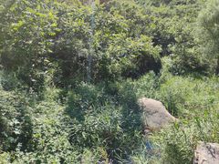 -云岫谷游猎自然风景区