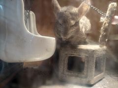 -more than meow吴止猫主题餐厅(承德 中船汇店)