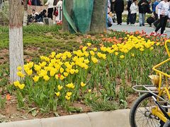 -石家庄市植物园