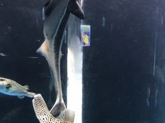 -苏州海洋馆