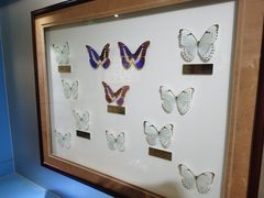 -上海昆虫博物馆