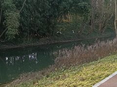 -桤木河湿地公园