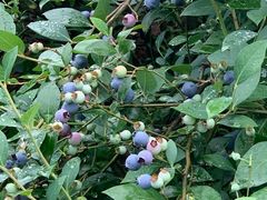 -金谷域澳洲庄园