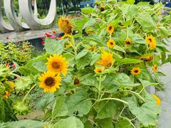 -太阳宫公园