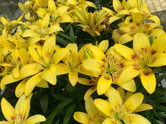 -上海鲜花港