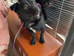 -艾贝尔宠物医院 ·内科全科(梁溪路店)