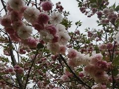 -天适樱花悠乐园