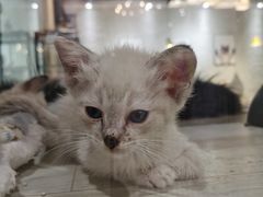 -藏猫猫咖啡主题馆(中央大道店)