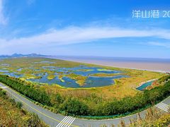 -洋山深水港