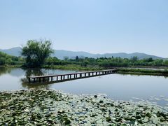 -长兴太湖图影湿地文化园