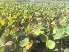 -羊亭河湿地公园