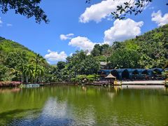 -西双版纳原始森林公园