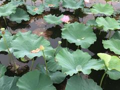 -荷塘月色湿地公园·向阳花洲