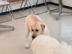 -共舞时光猫咖·狗咖(新街口店)