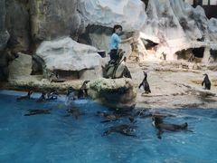 -帝企鹅自助餐厅•儿童岛•真企鹅(长隆企鹅酒店)