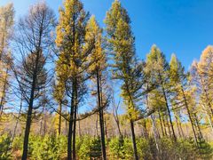 -塞罕坝国家级自然保护区