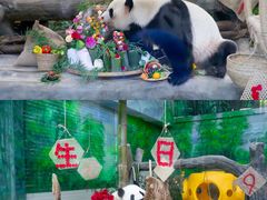 -灵玲国际马戏城