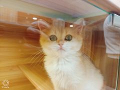 -猫十亿·布偶金渐层·曼基康矮脚猫舍(青年路店)