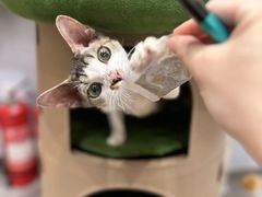 -PETKIT 小佩宠物·德文赛凯猫舍