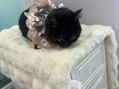 -爱洗澡的猫(望京店)