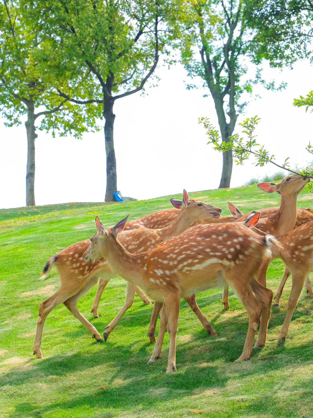 成都有自己的奈良,去麓湖动森岛喂梅花鹿